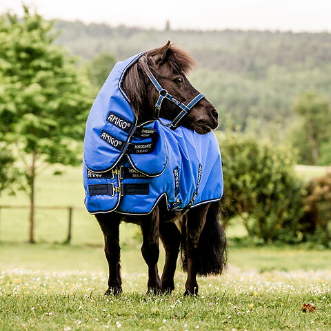 Pony & Foal