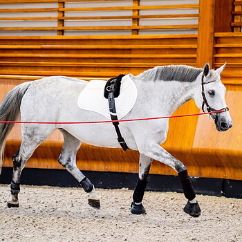LUNGING & SIDE REINS