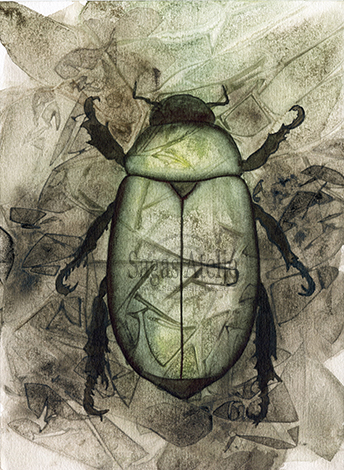 Beetle Green