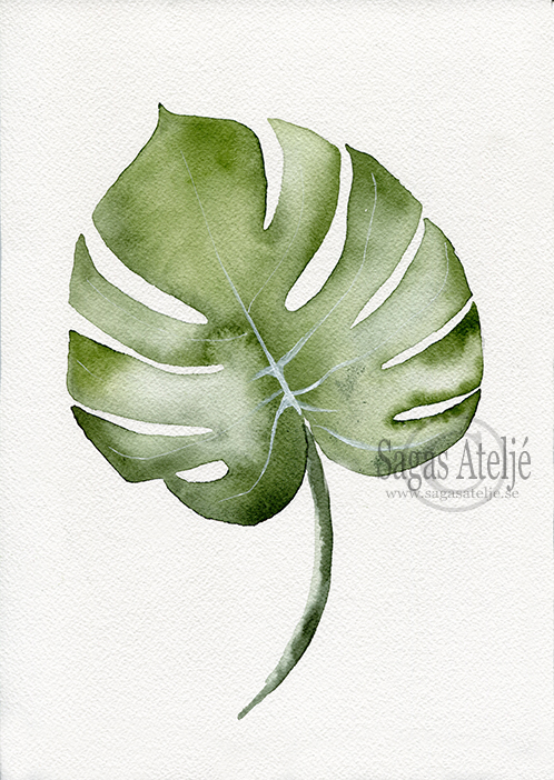 Växt Monstera