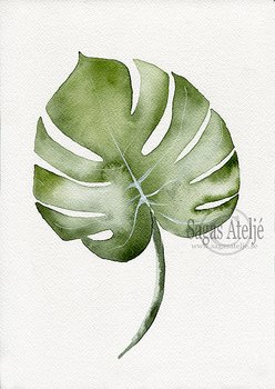 Växt Monstera