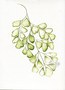 Växt Adiantum