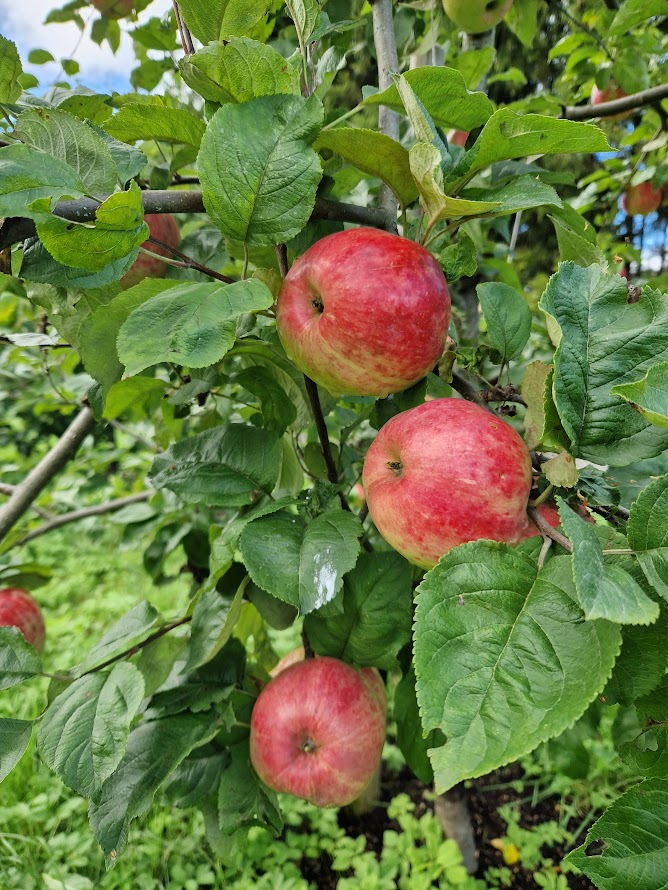 Veelgestelde vragen Veelgestelde vragen over zelf appelsap maken 