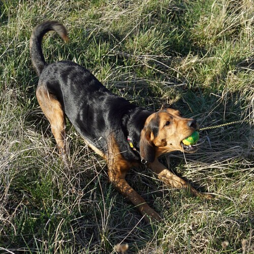 Dingo boll 75mm Massiv - 5