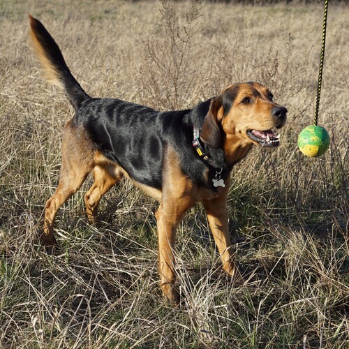 Dingo boll 75mm Massiv - 4