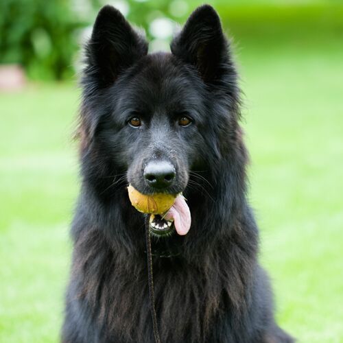 Dingo boll 50mm Massiv - 3