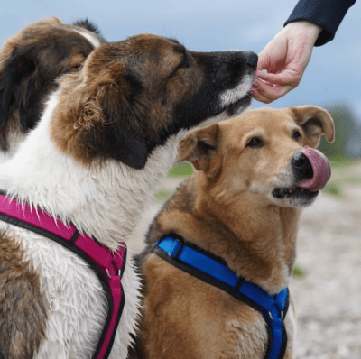Anny-X Fun Hundsele strl XL - 2