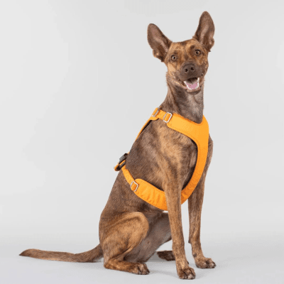 PAIKKA Visibility Harness Sele  S - Orange