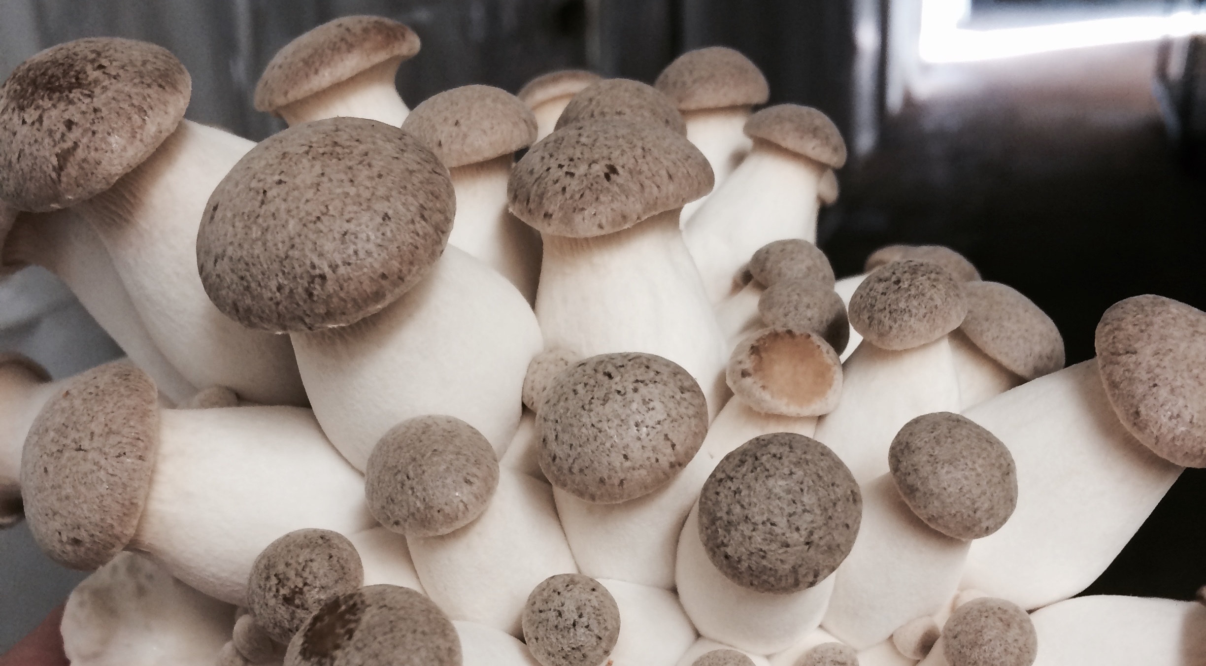 The Swedish mushroom houseKing oyster mushrooms Svamphuset