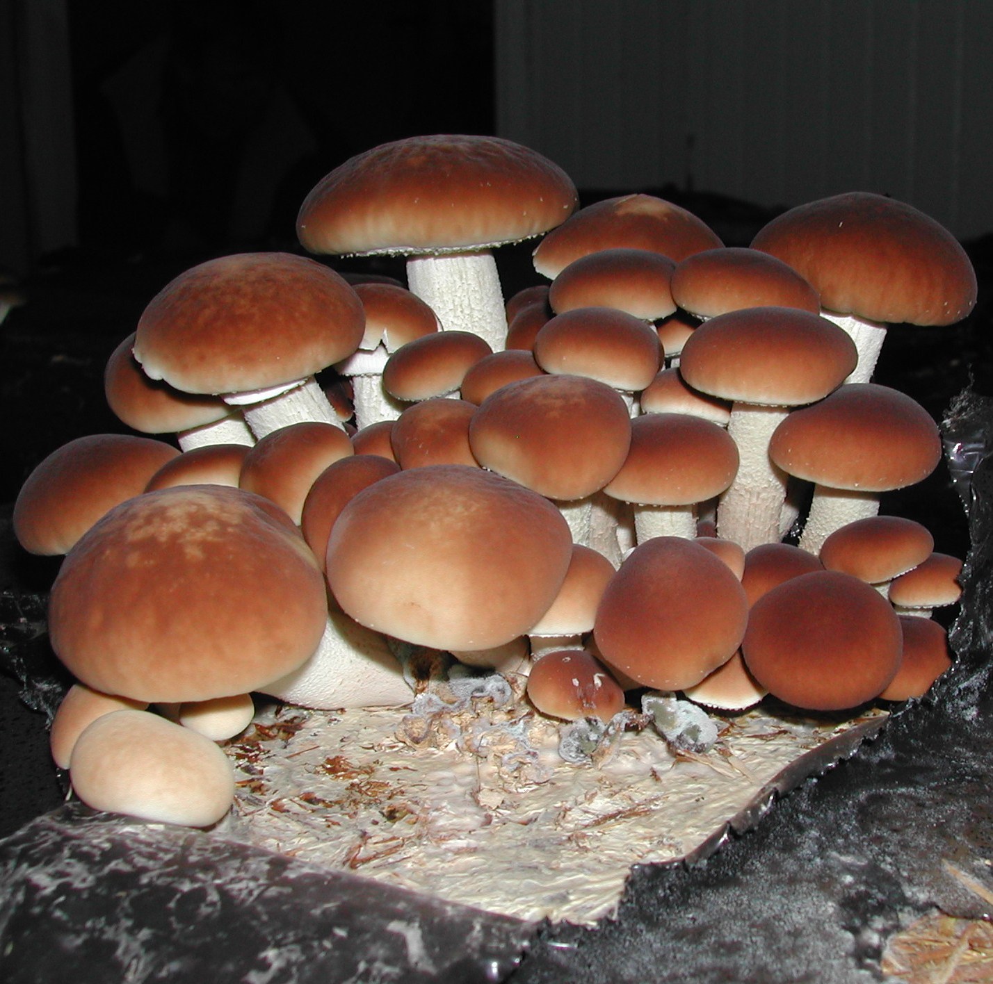 Black Poplar Mushroom Cyclocybe aegerita LC Svamphuset