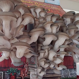 The Swedish Mushroomhouse