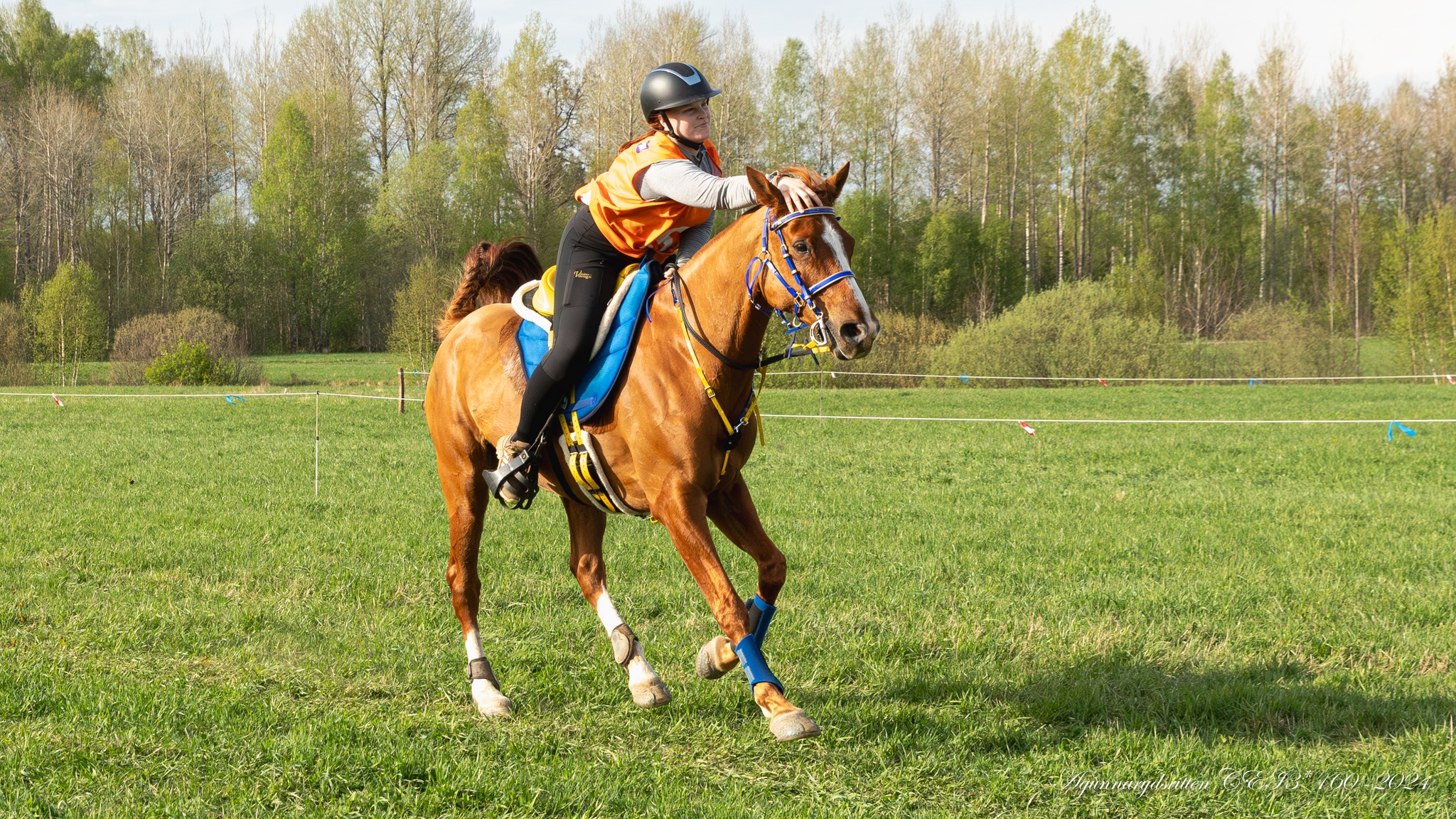 Sara Henriksson och Woo Boo Doo SM-guld 2024 i Carréstep Glue-On  
