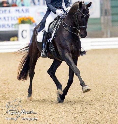 Barefoot and  Booting in the Dressage Arena  