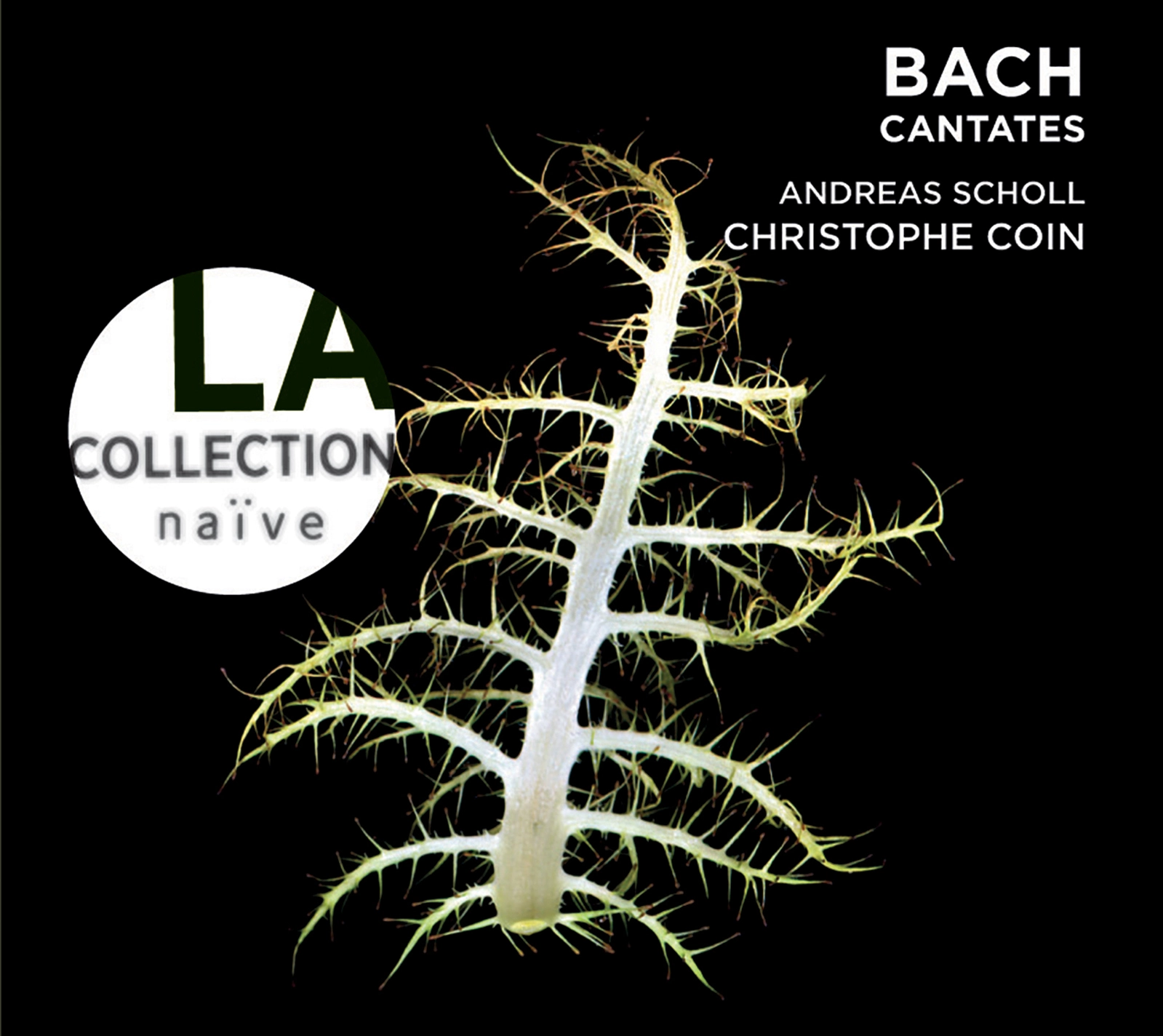 Bach: Cantatas