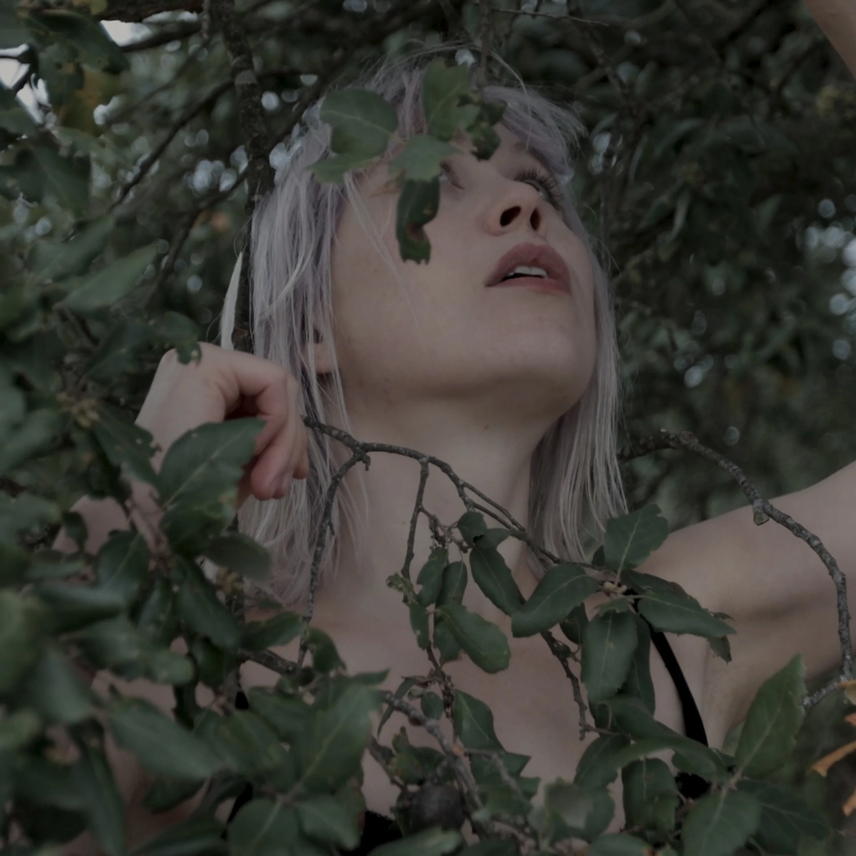 Branches