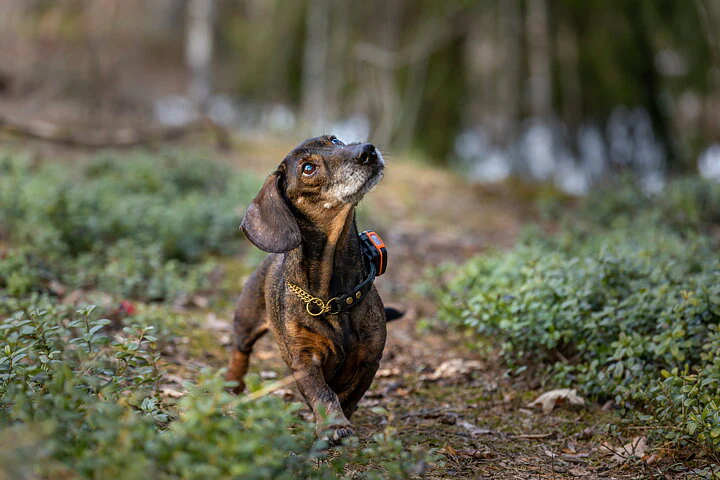 TRACKER Bark - 2