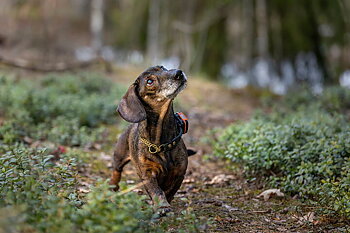 TRACKER Bark