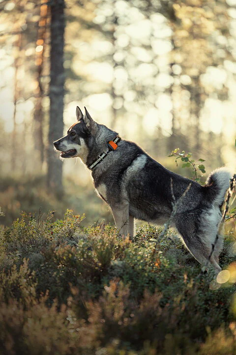 TRACKER Bark - 3