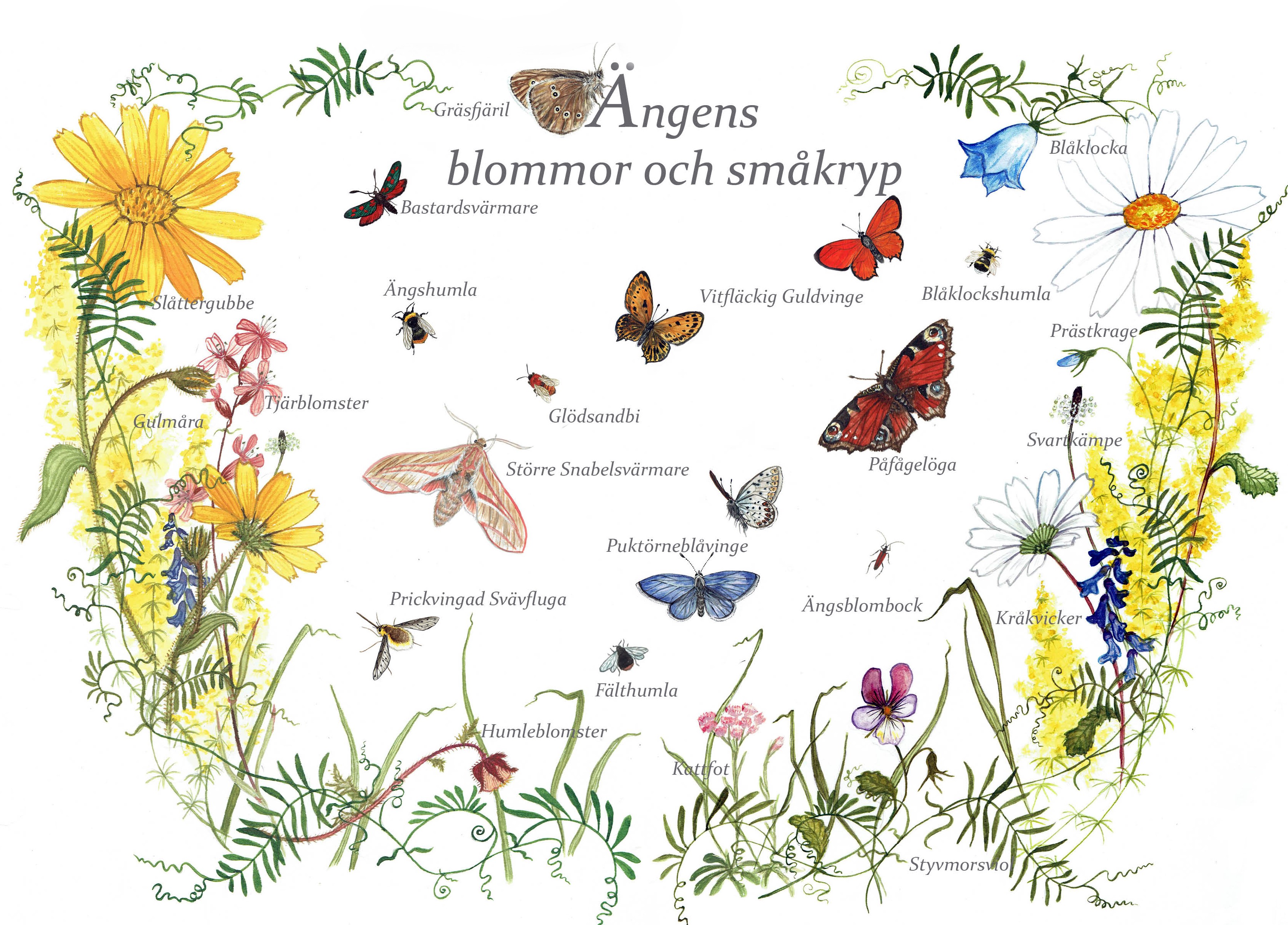 VYKORT A5 "ÄNGENS BLOMMOR OCH SMÅKRYP"