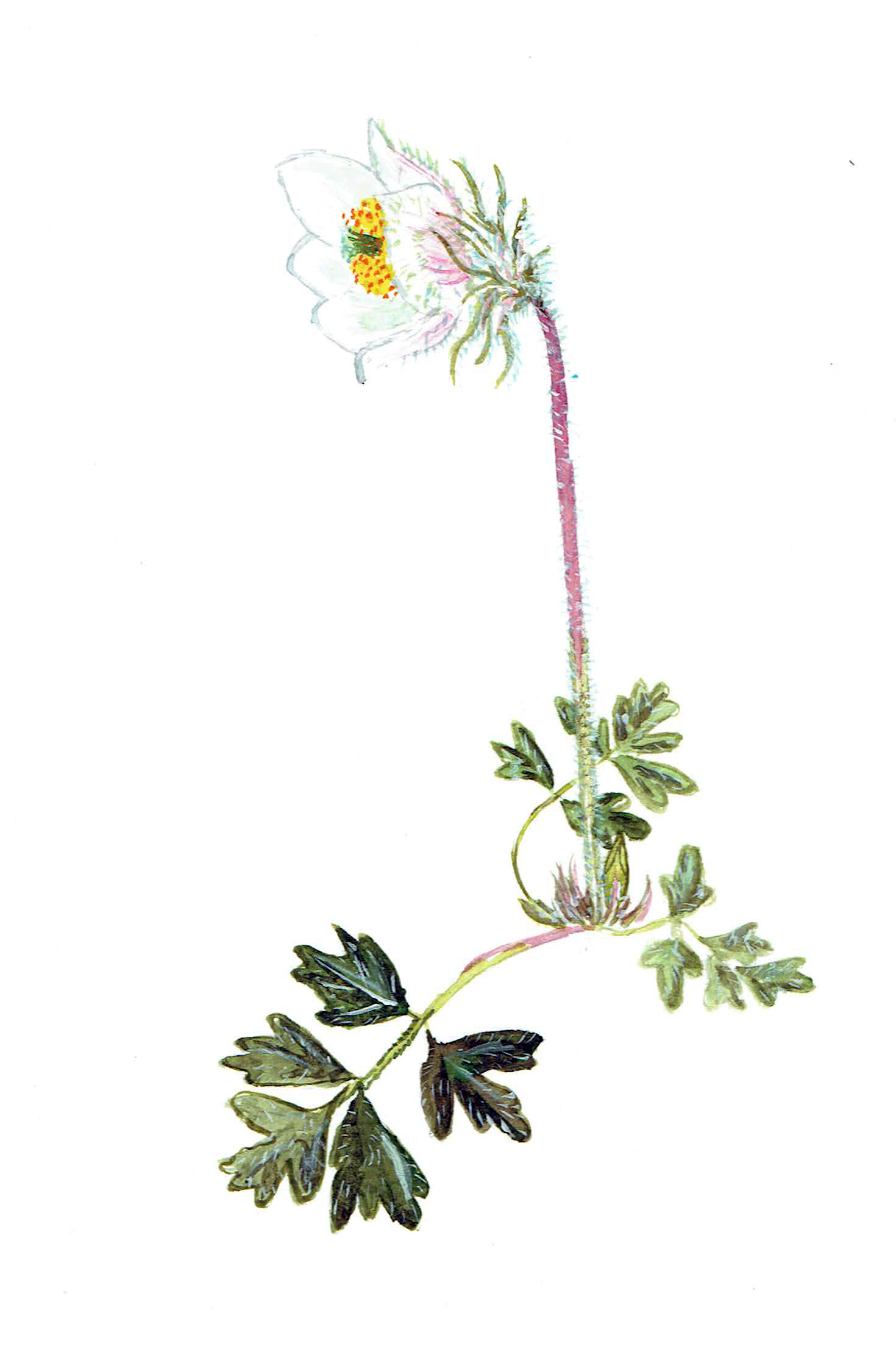 VÅRA SVENSKA LANDSKAPSDJUR OCH LANDSKAPSBLOMMOR - 5