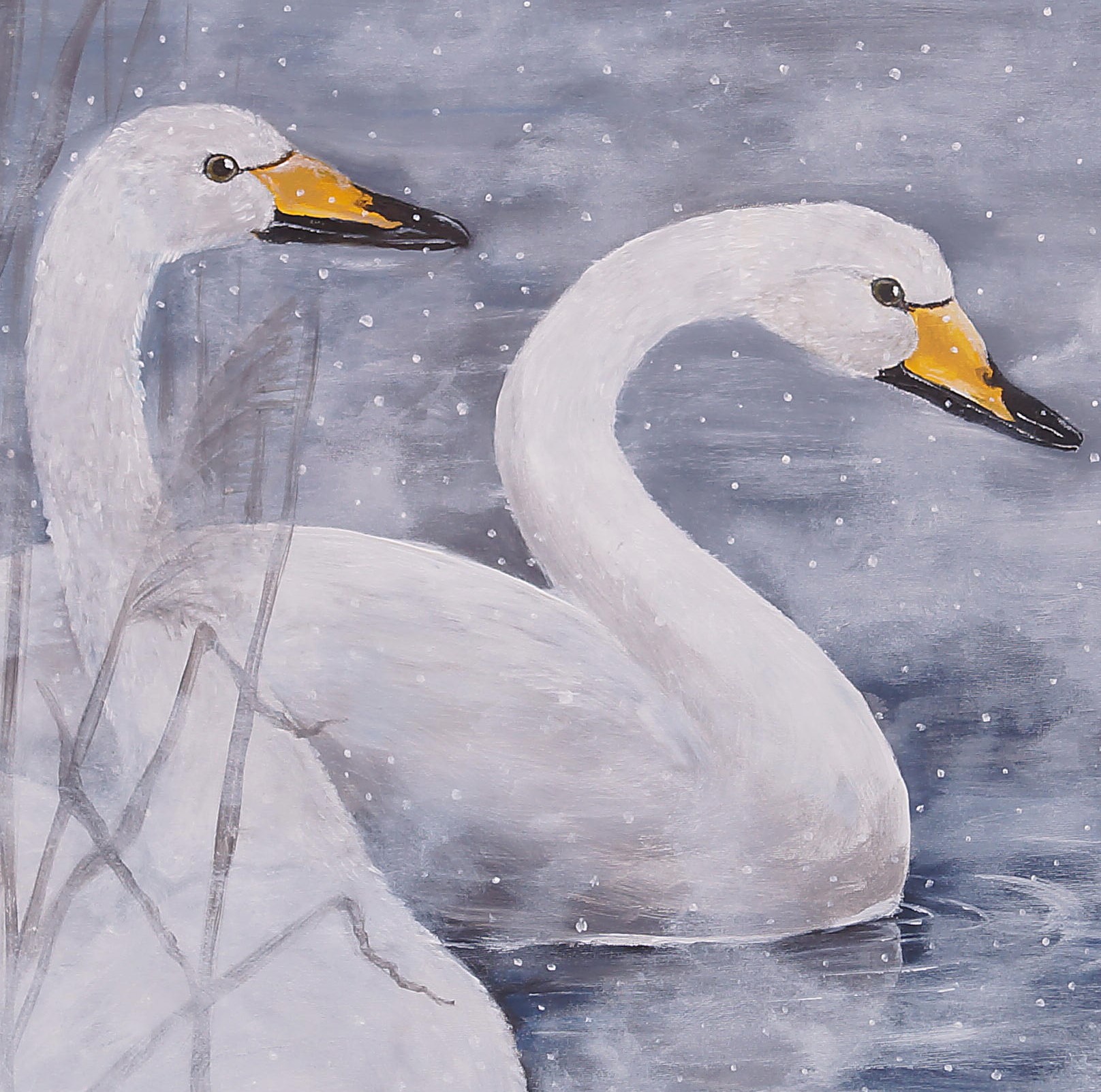 KORT MED KUVERT "VINTER - Sångsvan"