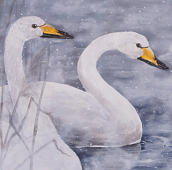 KORT MED KUVERT "VINTER - Sångsvan"