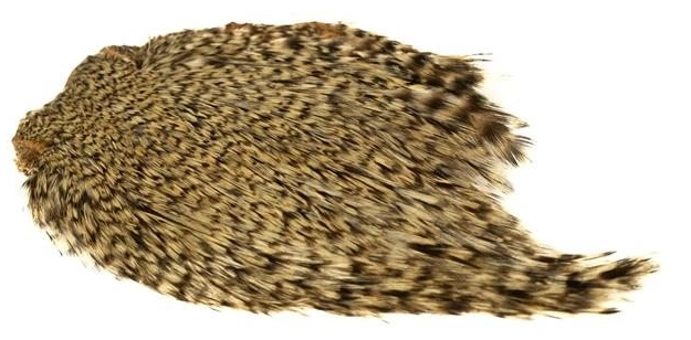 Indisk tuppnacke - 7