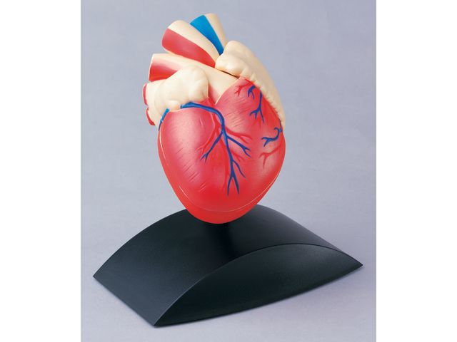 Anatomisk modell Hjärta 1:1