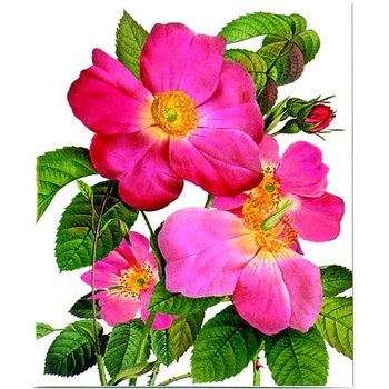 Natural History Museum : Single Provins Rose - Nyponros