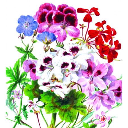 Natural History Museum : Geranium sp. Pelargoner