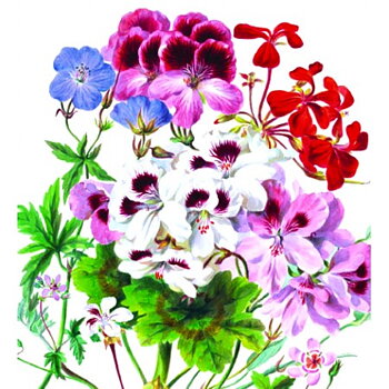 Natural History Museum : Geranium sp. Pelargoner