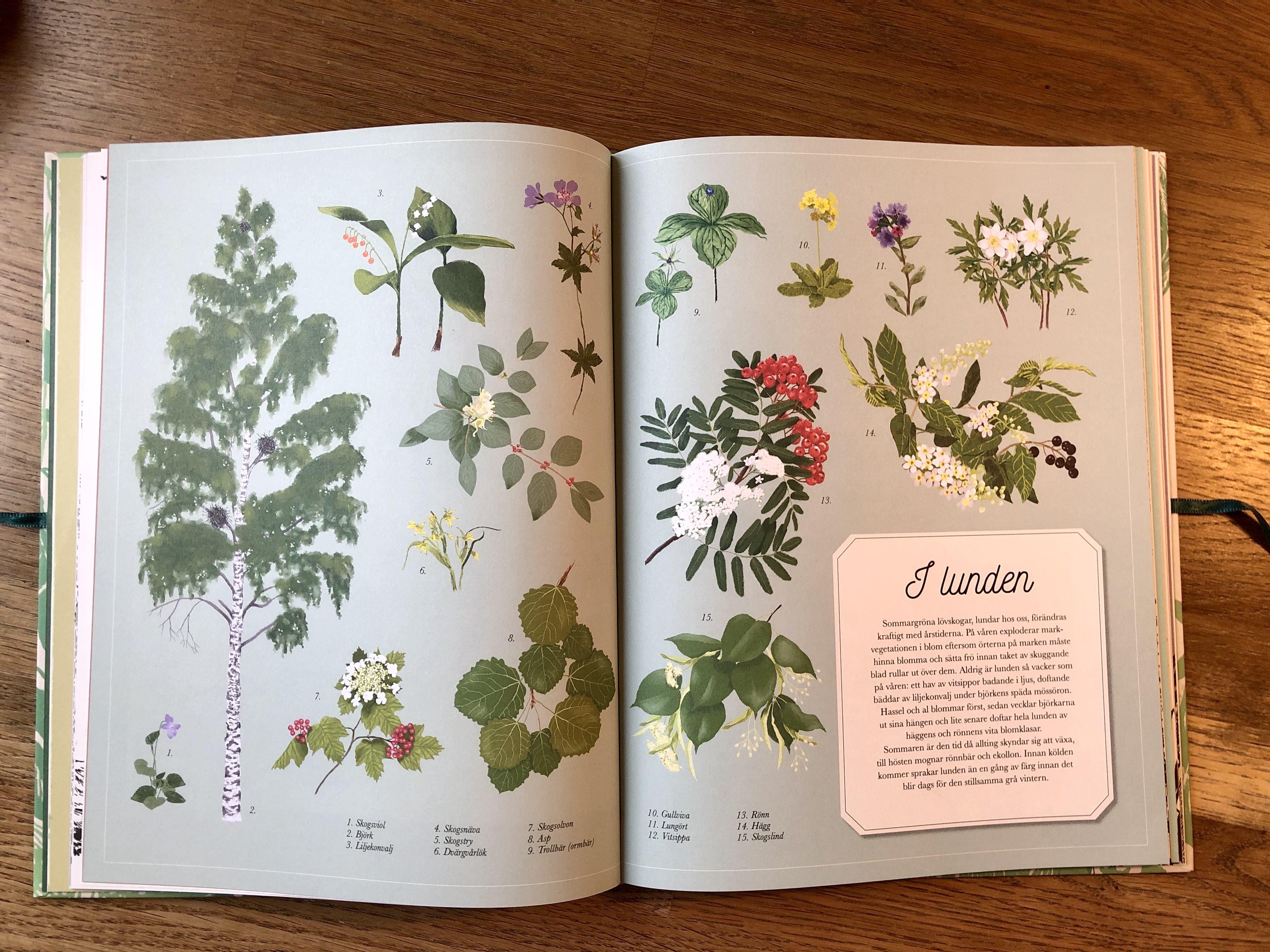 Mumin : Naturserien - Hemulens herbarium - 7