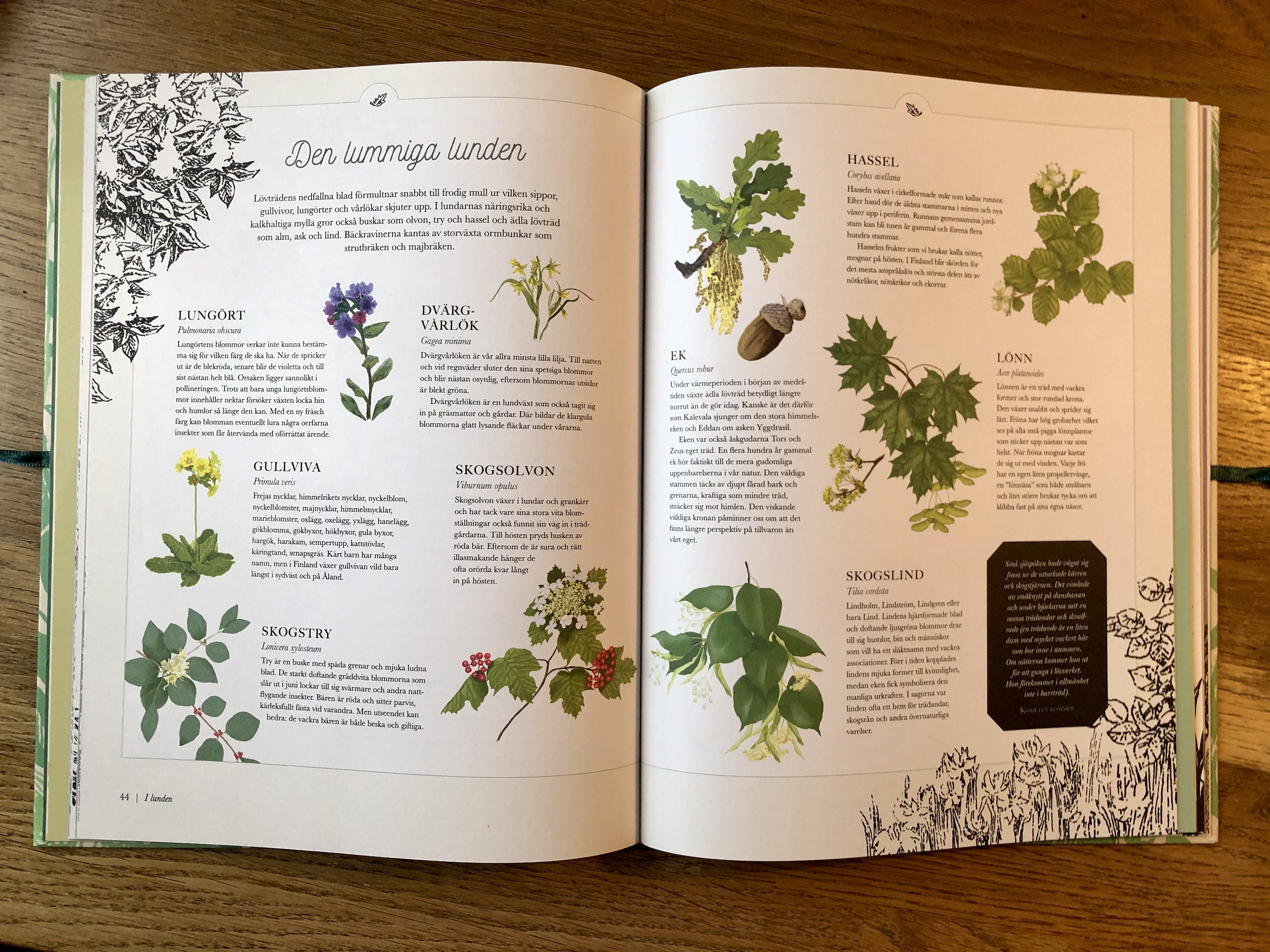 Mumin : Naturserien - Hemulens herbarium - 8
