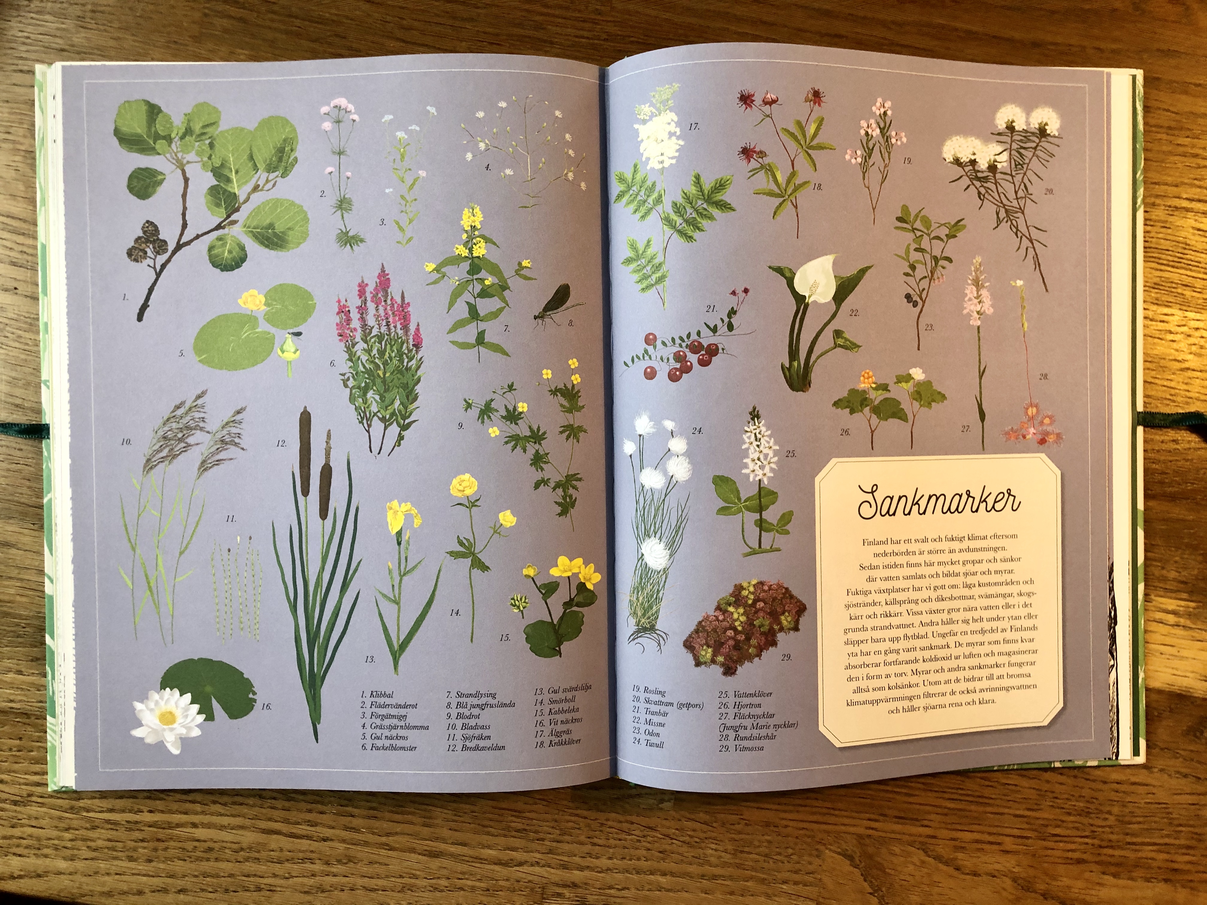 Mumin : Naturserien - Hemulens herbarium - 5