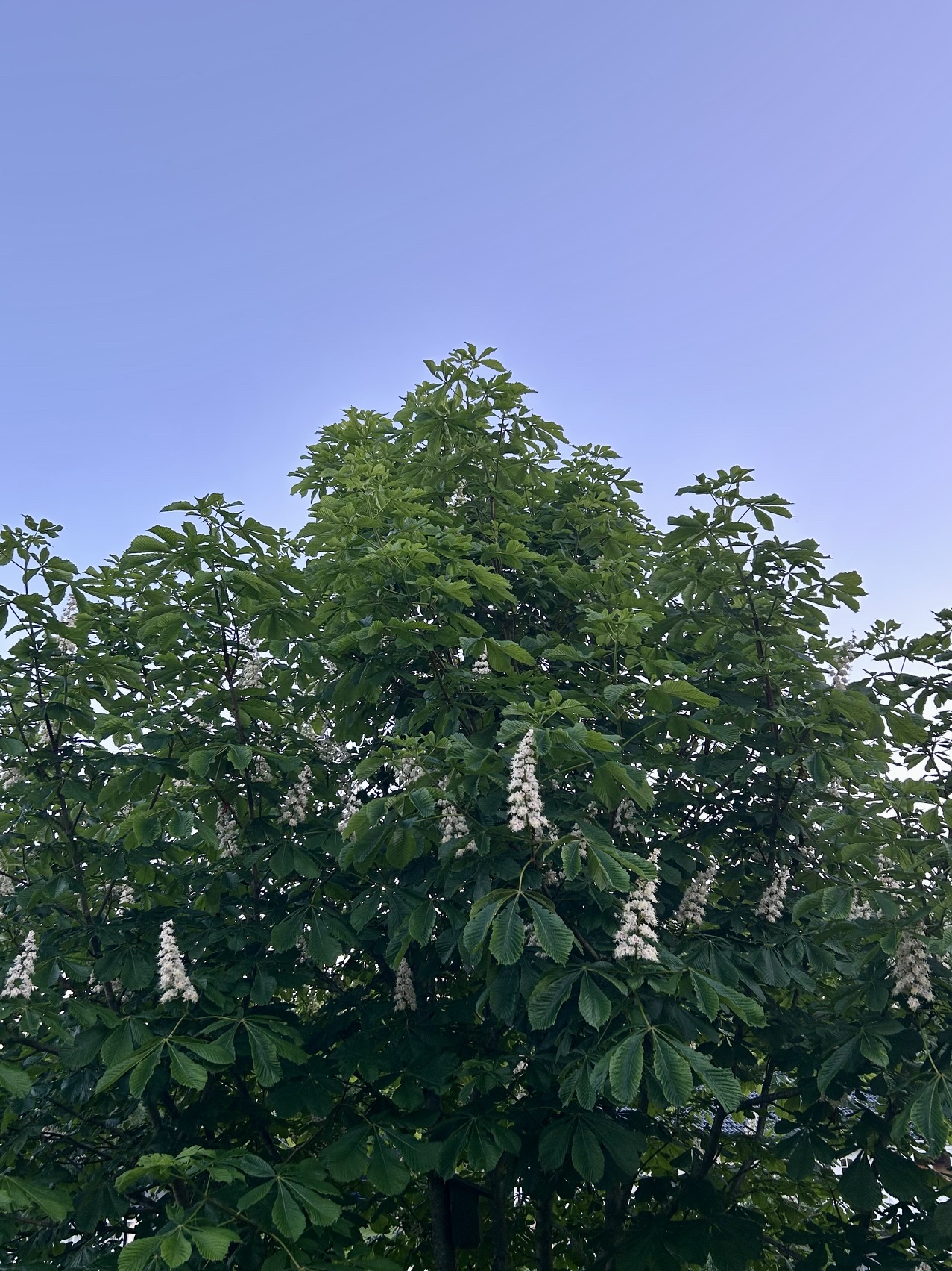 Kastanjeblomning till Just nu-priser! 