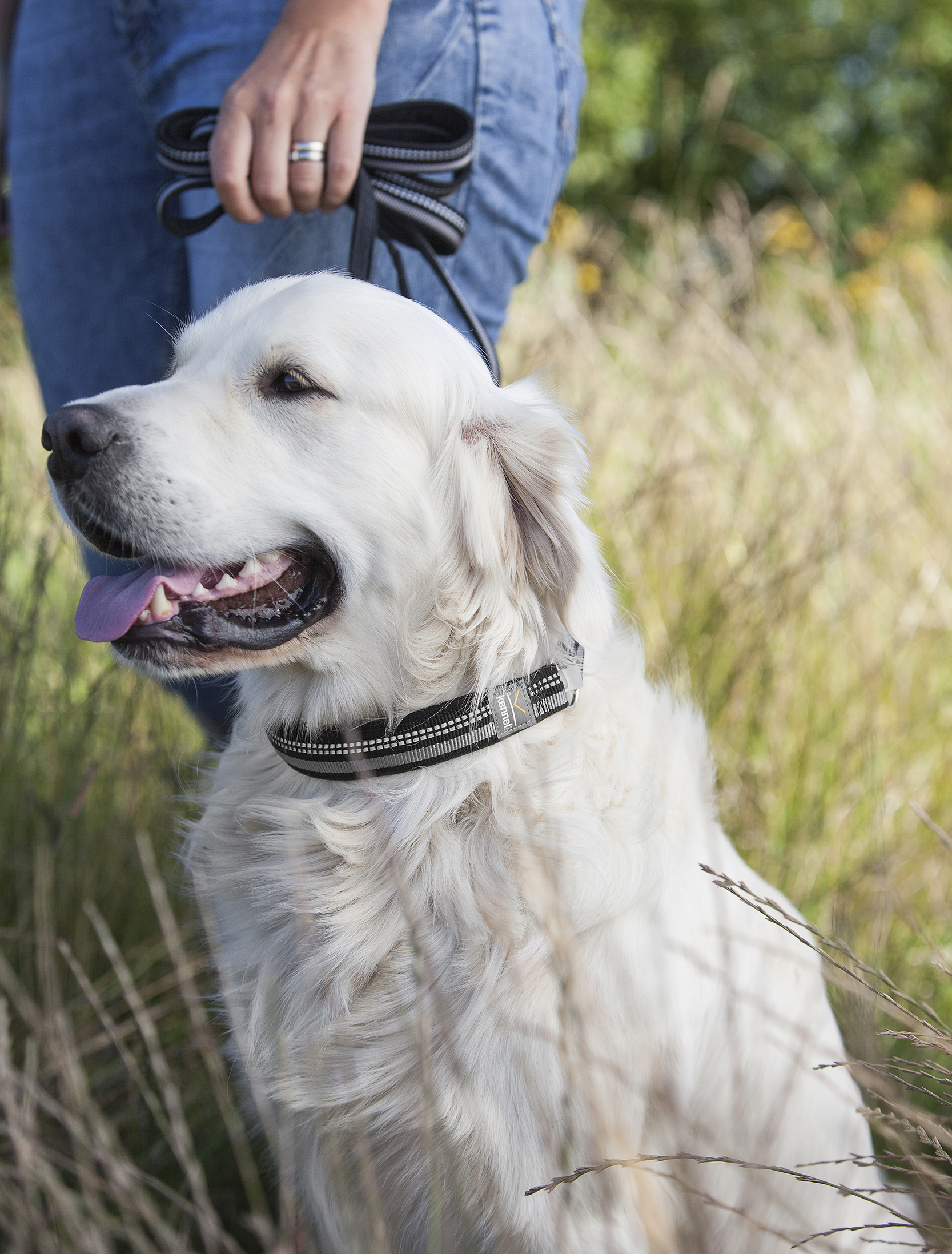 Halvstryp Dog Collar Active - 2