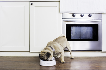 Petkit Fresh Smart Bowl 450 ml