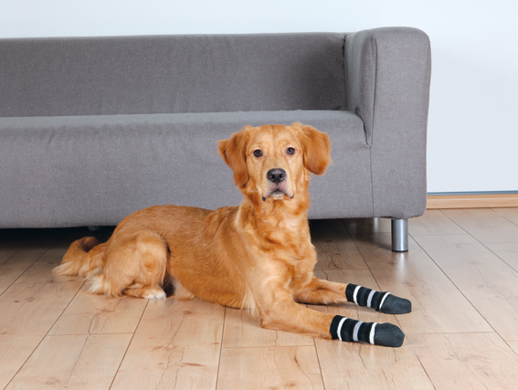 Hundstrumpor/skor 2-p