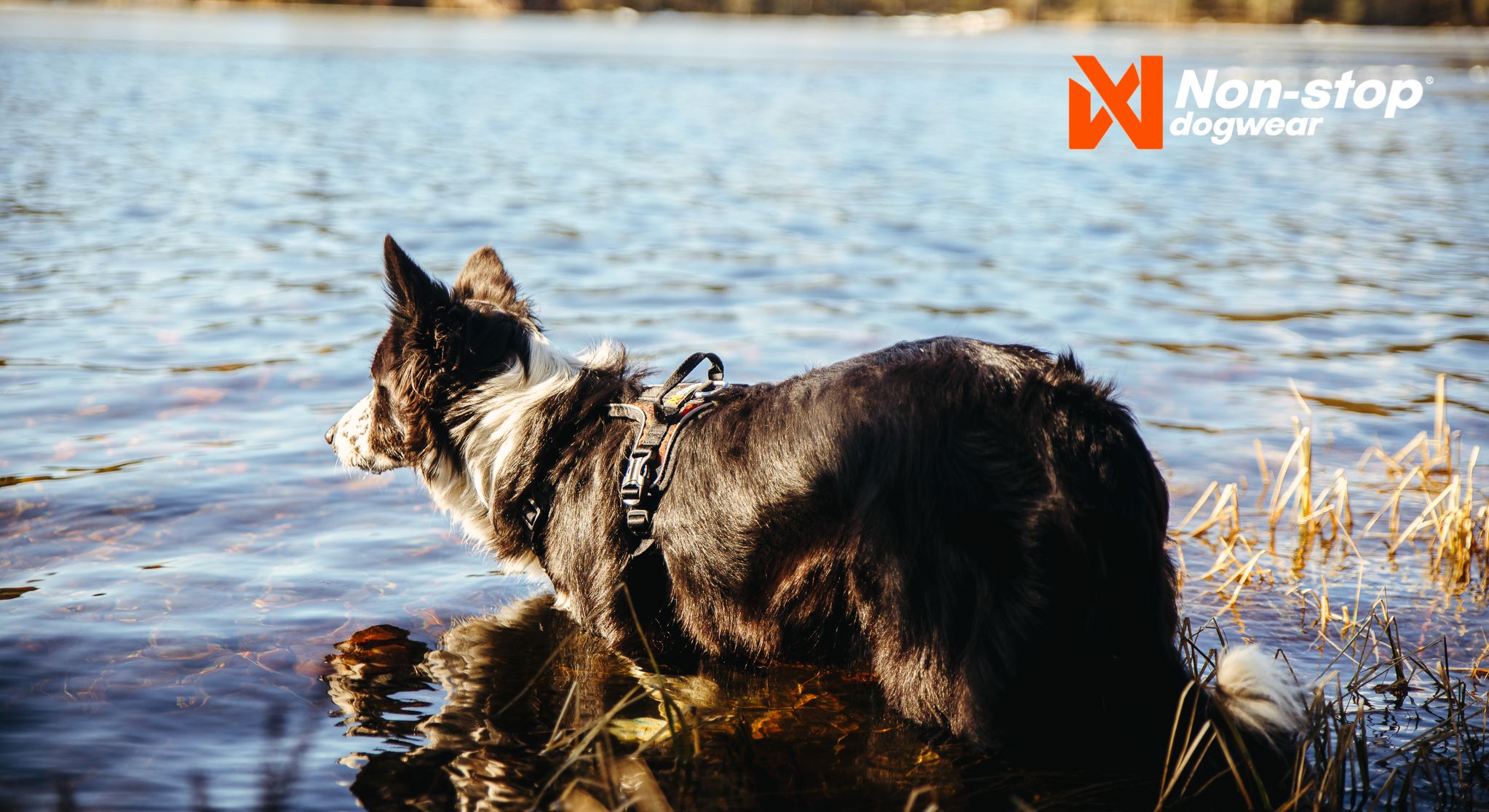 Non-stop dogwear ROCK Harness - 5