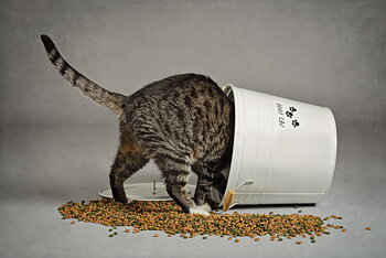 KATTMAT