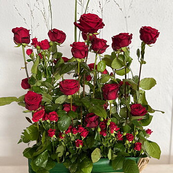 hög "rosbuske" nr 498