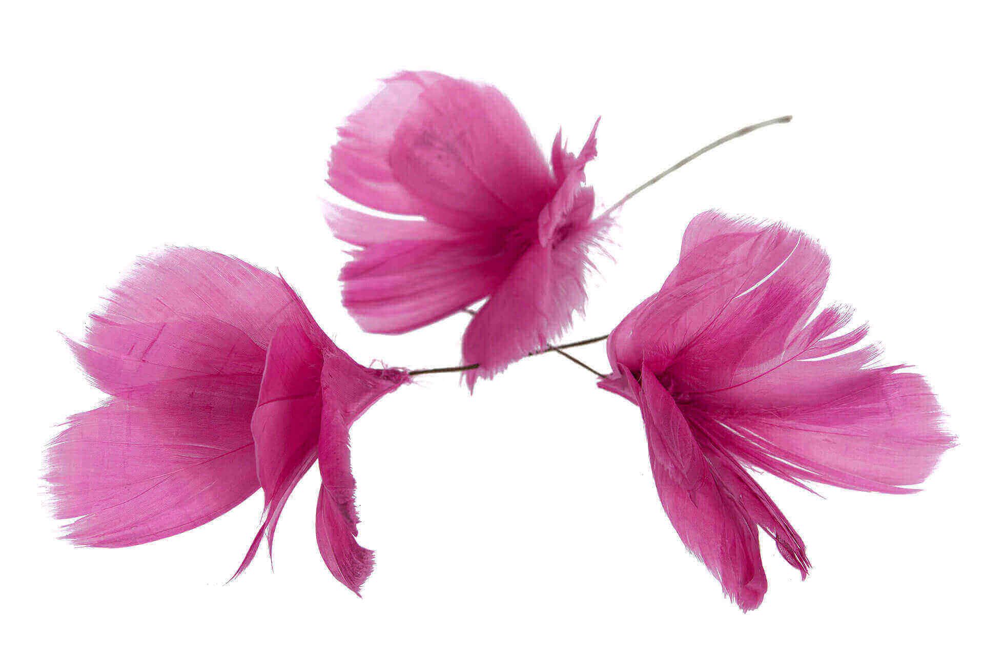 Påskfjädrar Fuchsia 12-pack