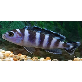 Demasoni (Chindongo demasoni)