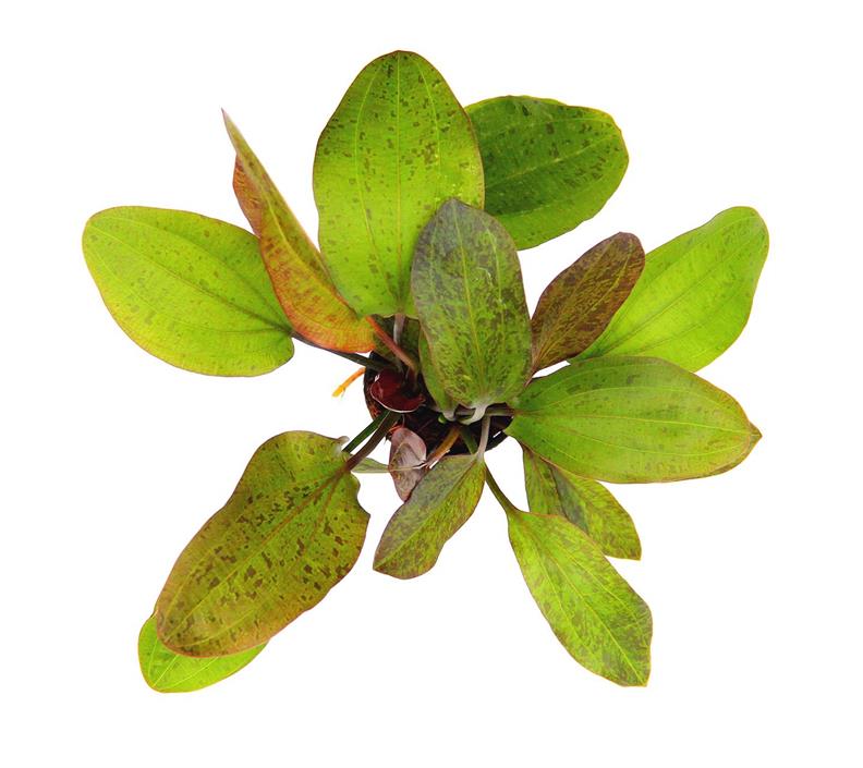 Dennerle Plants Echinodorus "Ocelot" i Kruka - 2