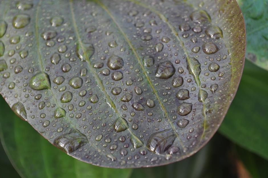 Dennerle Plants Echinodorus "Ocelot" i Kruka - 3