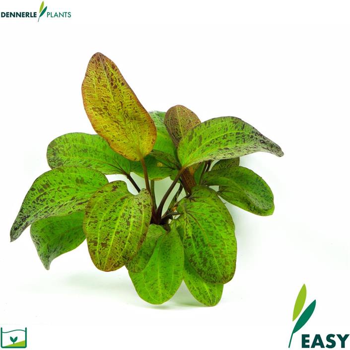 Dennerle Plants Echinodorus "Ocelot" i Kruka