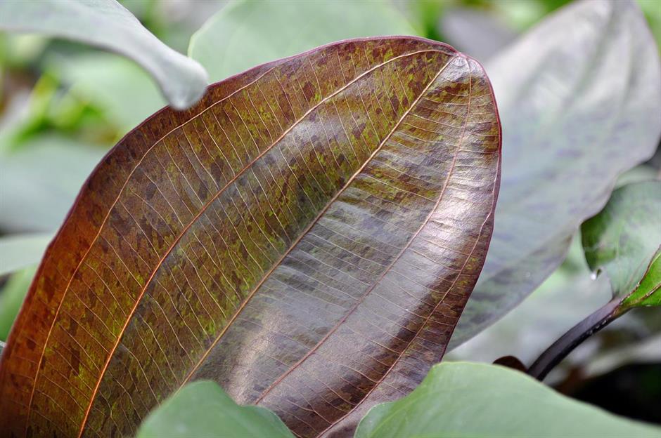 Dennerle Plants Echinodorus "Ocelot" i Kruka - 4