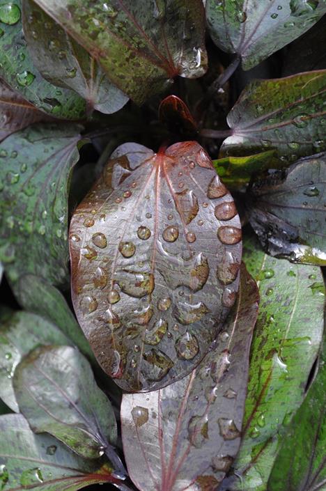 Dennerle Plants Echinodorus "Ocelot" i Kruka - 5