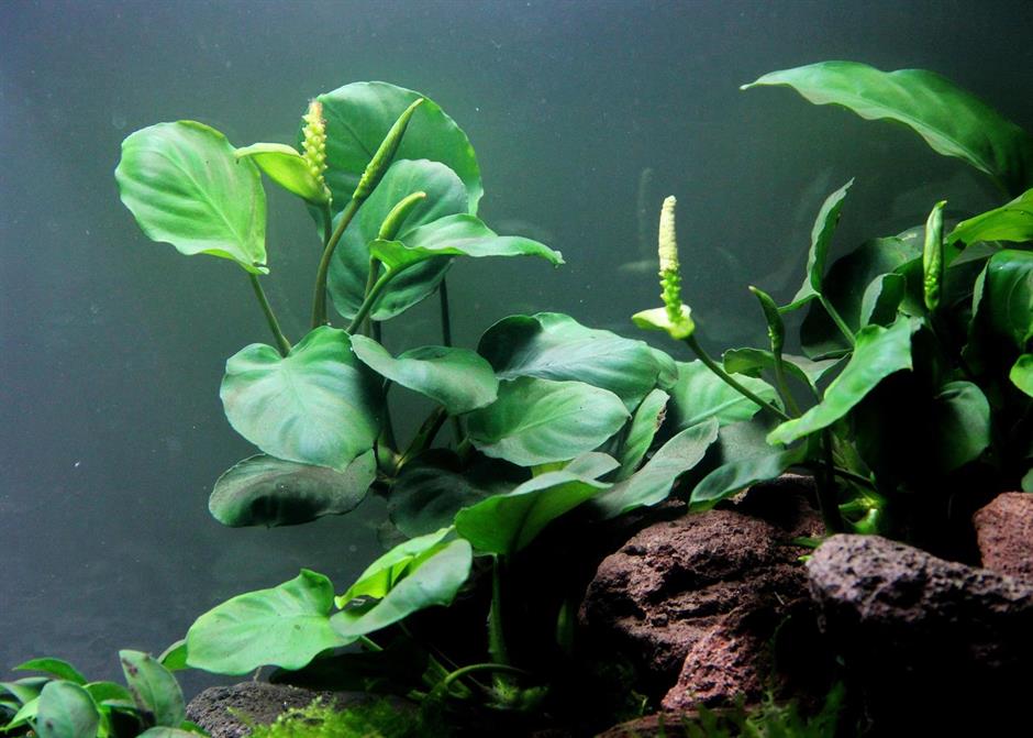 Dennerle Plants Anubias barteri i Kruka - 3
