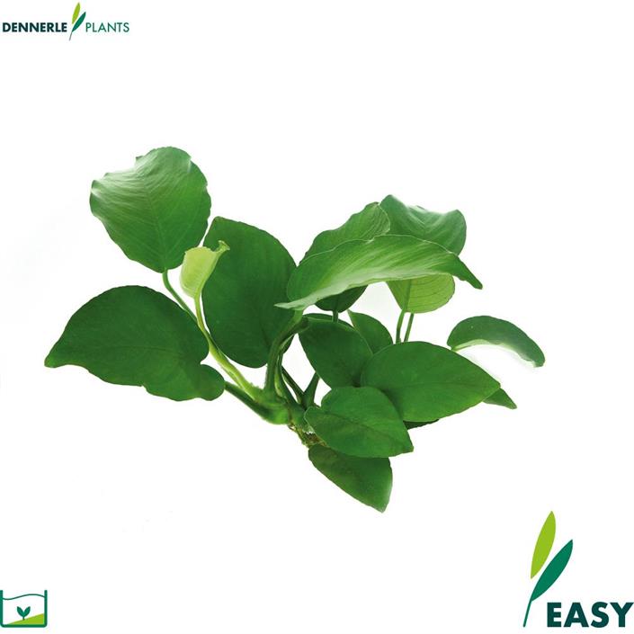 Dennerle Plants Anubias barteri i Kruka